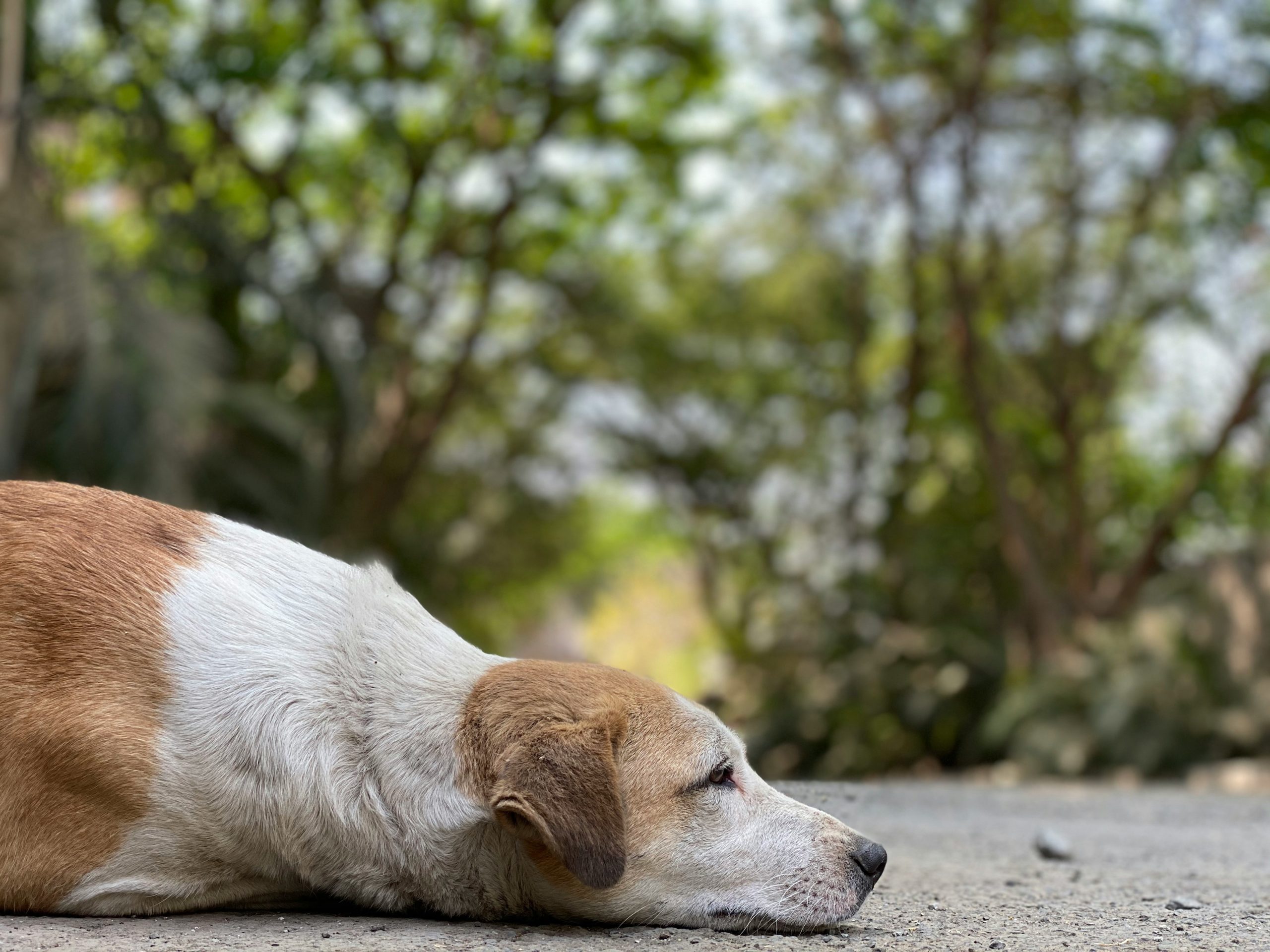 A dog lying down with visible signs of hip pain