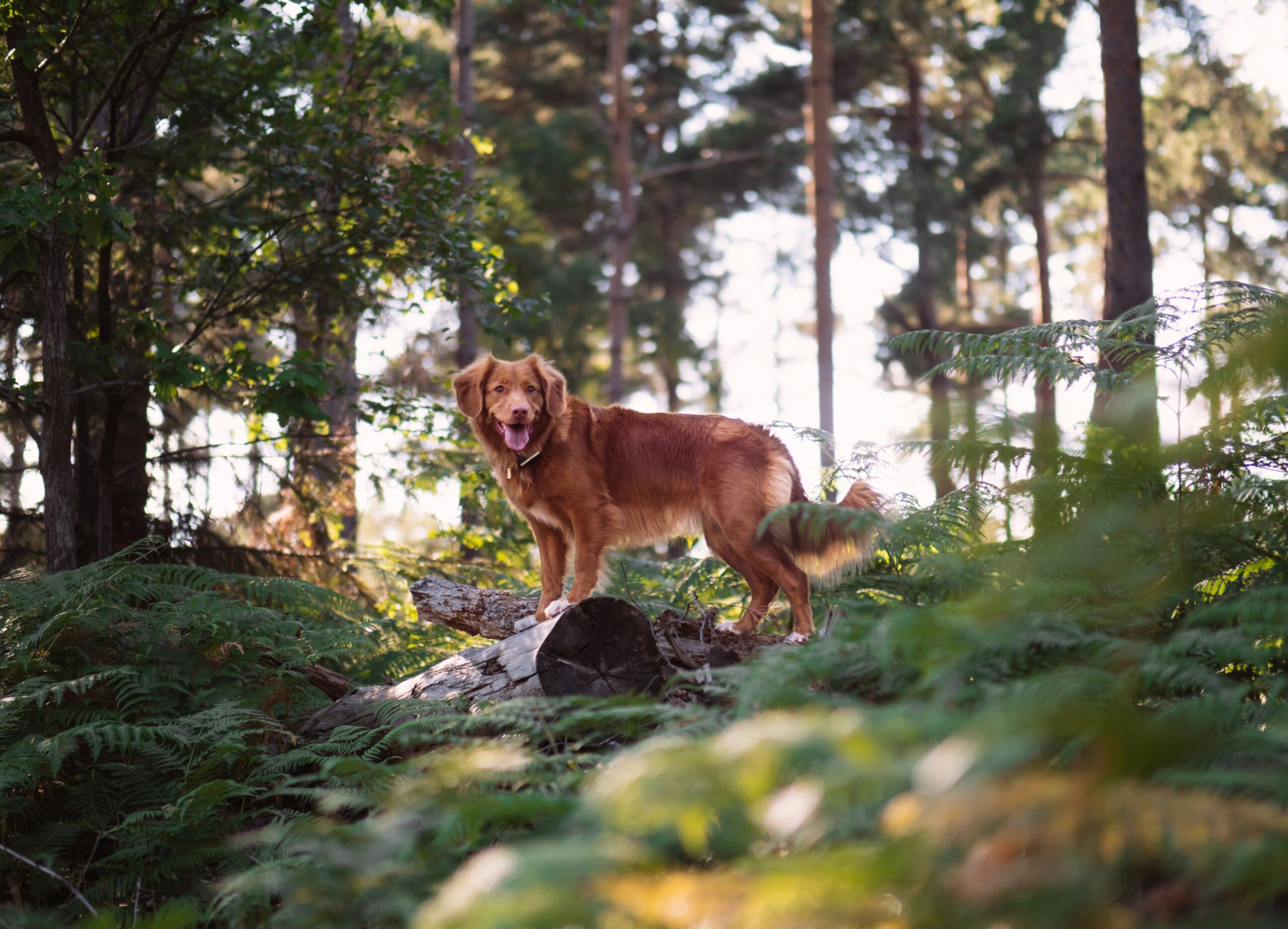 A happy golden retriever playing outdoors
