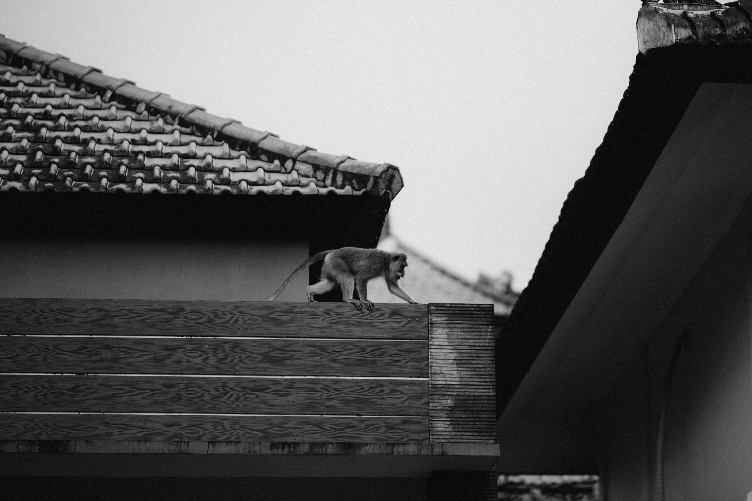 A senior dog struggling to climb steps