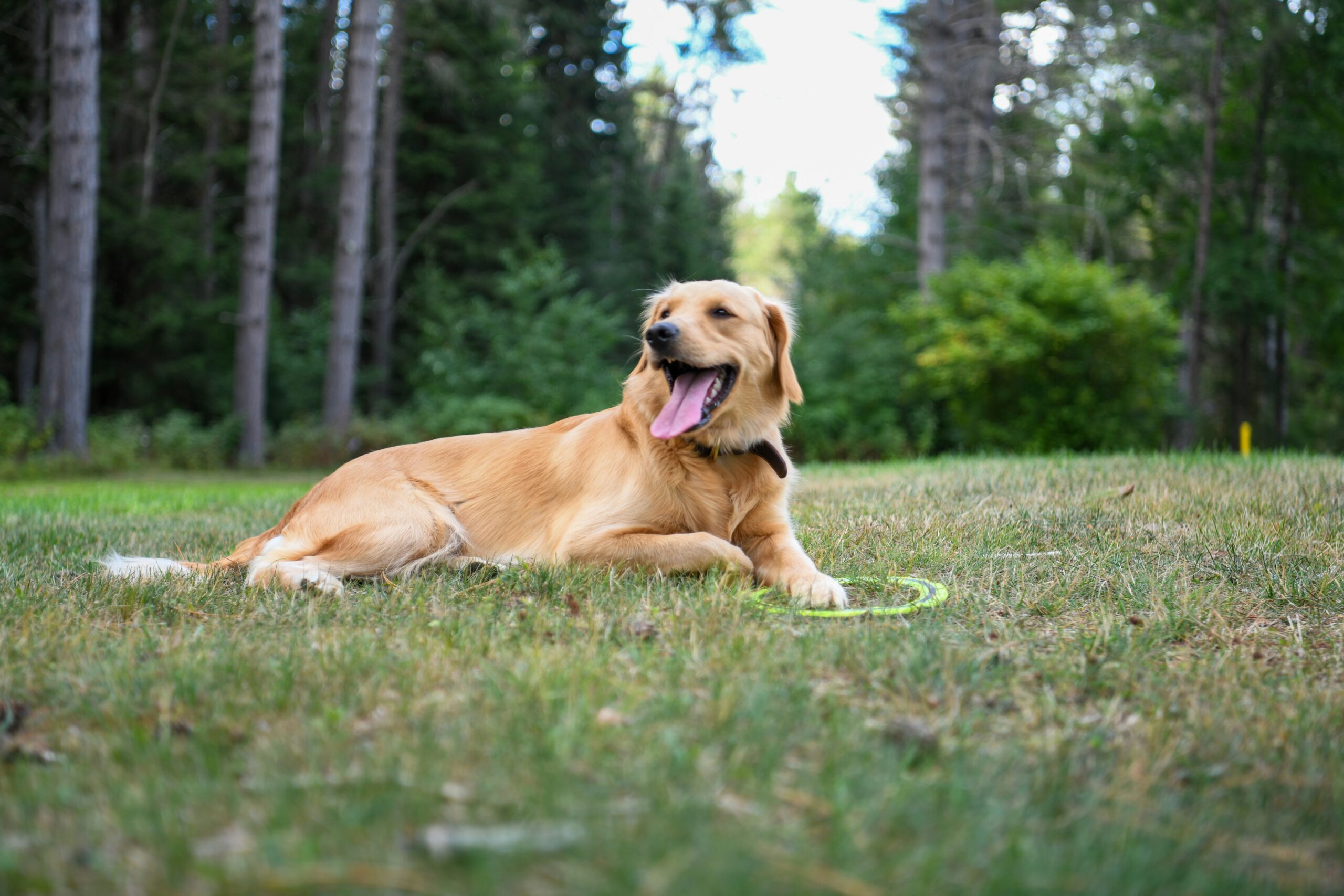 A smiling dog lying comfortably outdoors after using turmeric supplements