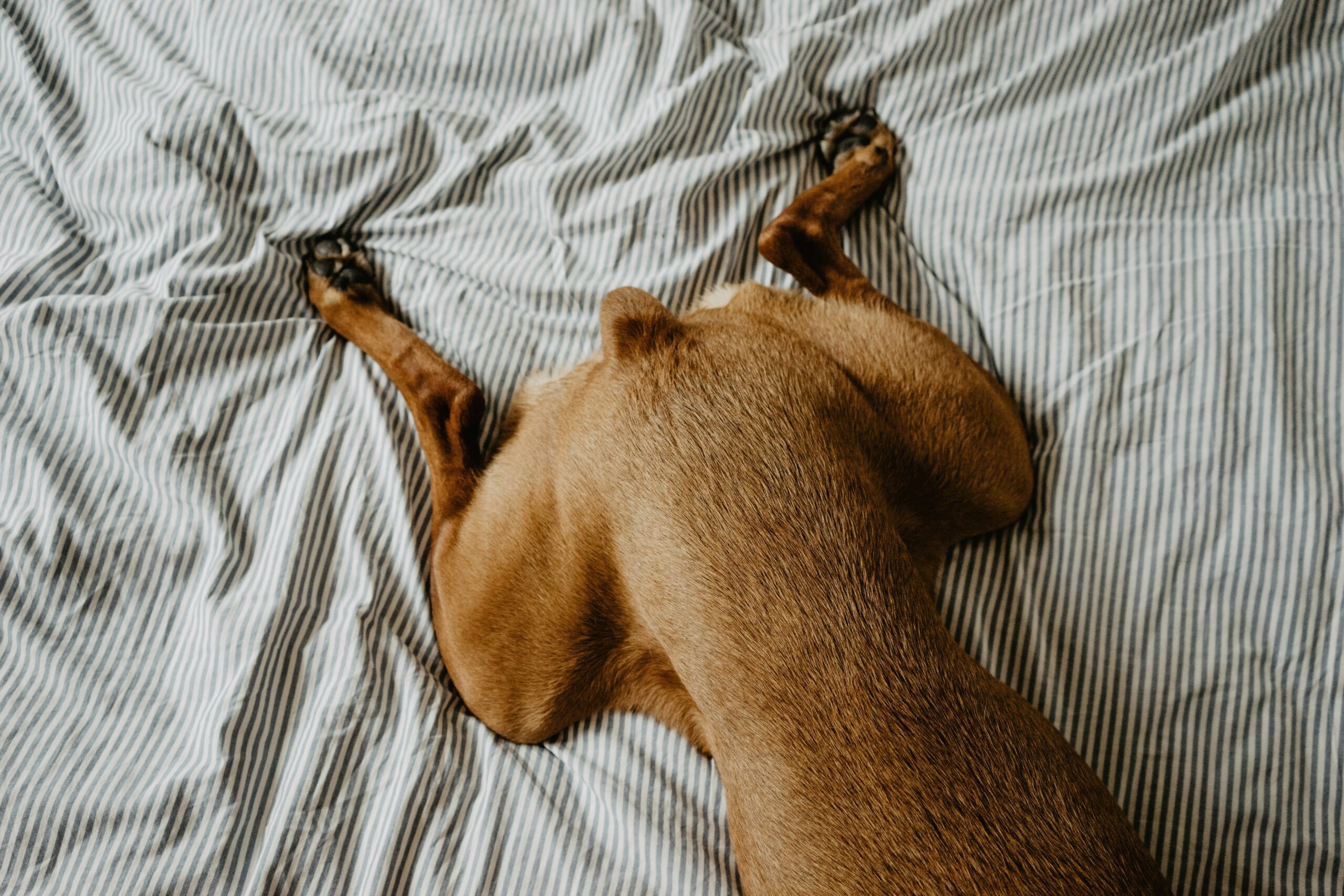 Dog suffering from elbow dysplasia lying down with paw raised
