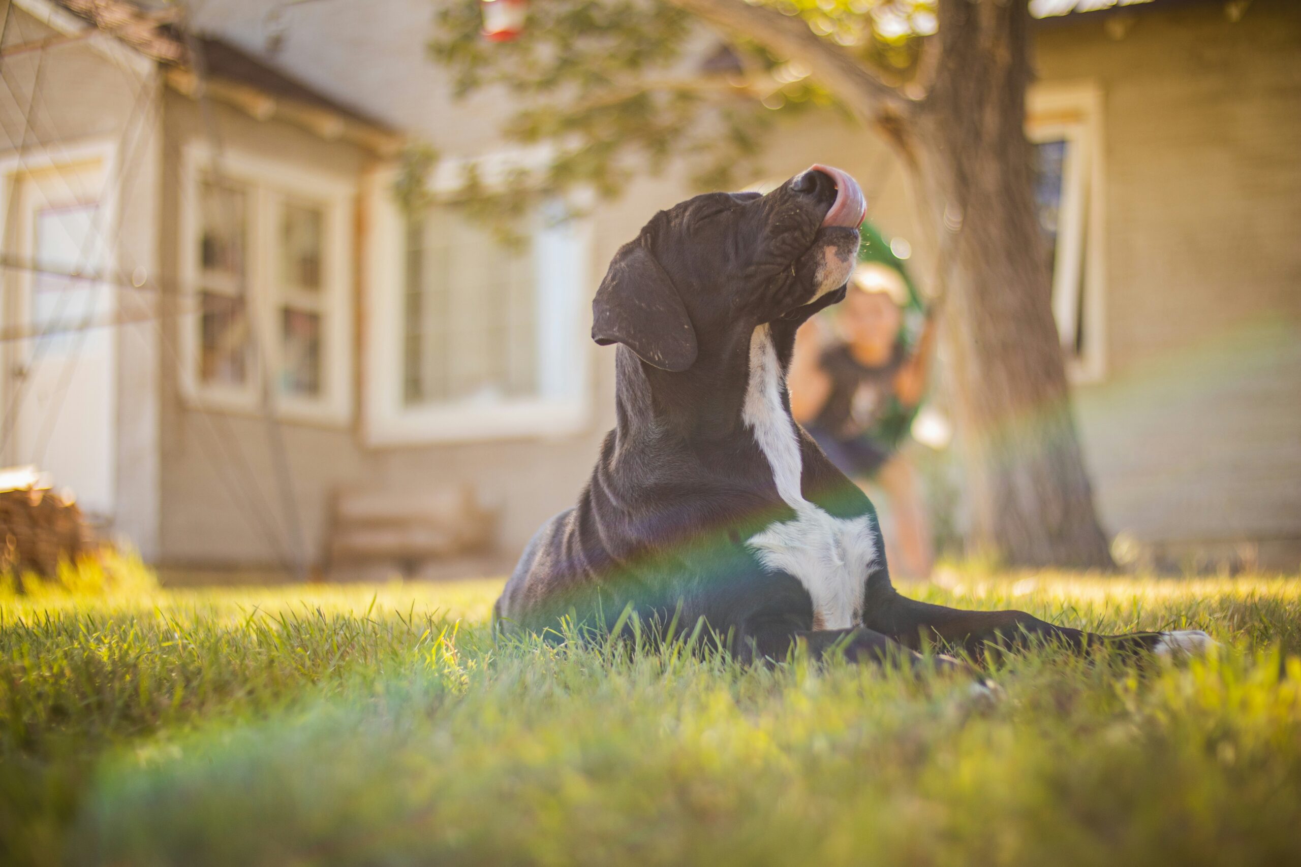 Infographic showing tips for improving dog joint health