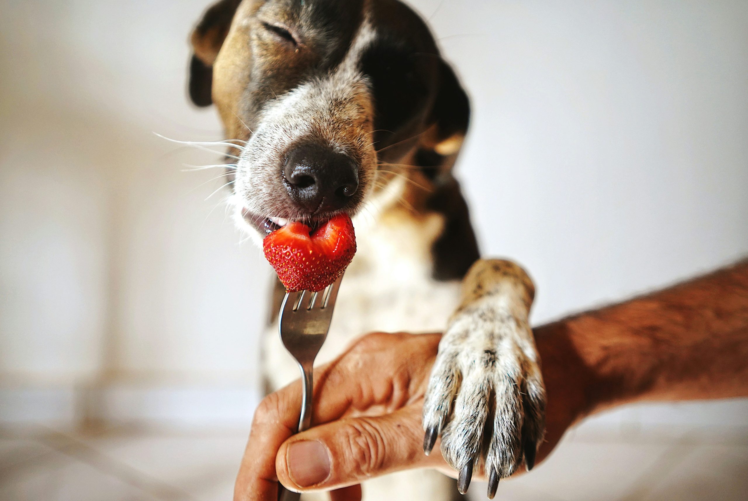 Pet owner giving turmeric supplement to a happy dog