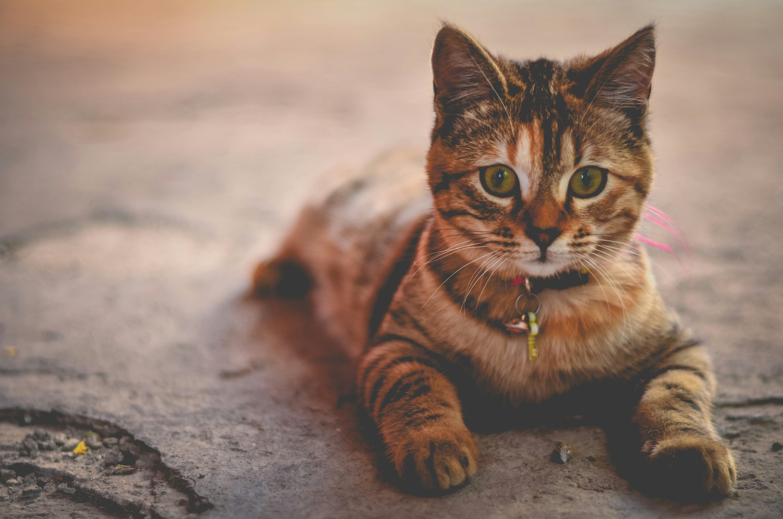 Infographic showing common symptoms of pet food allergies