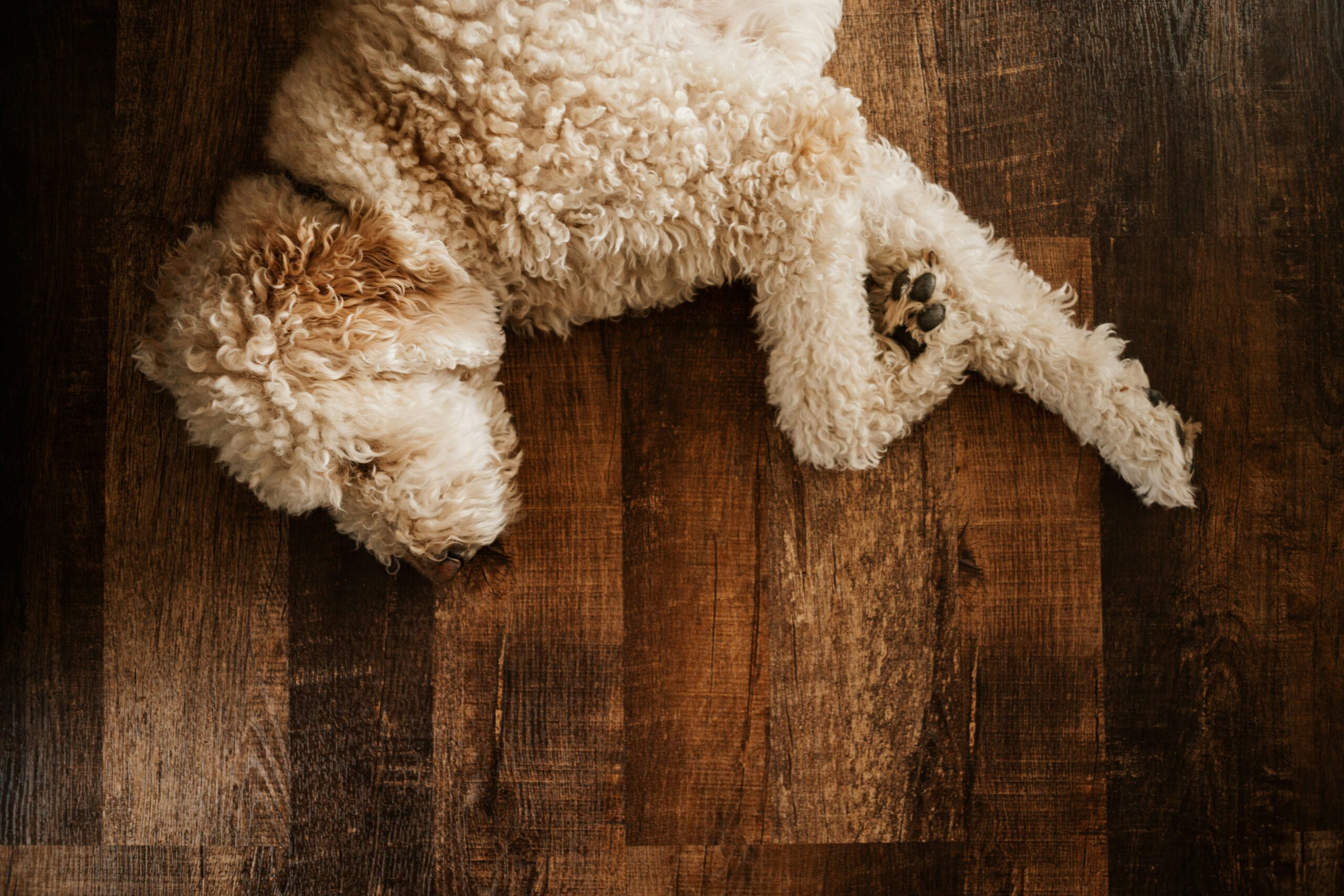 A dog lying down with swollen paw