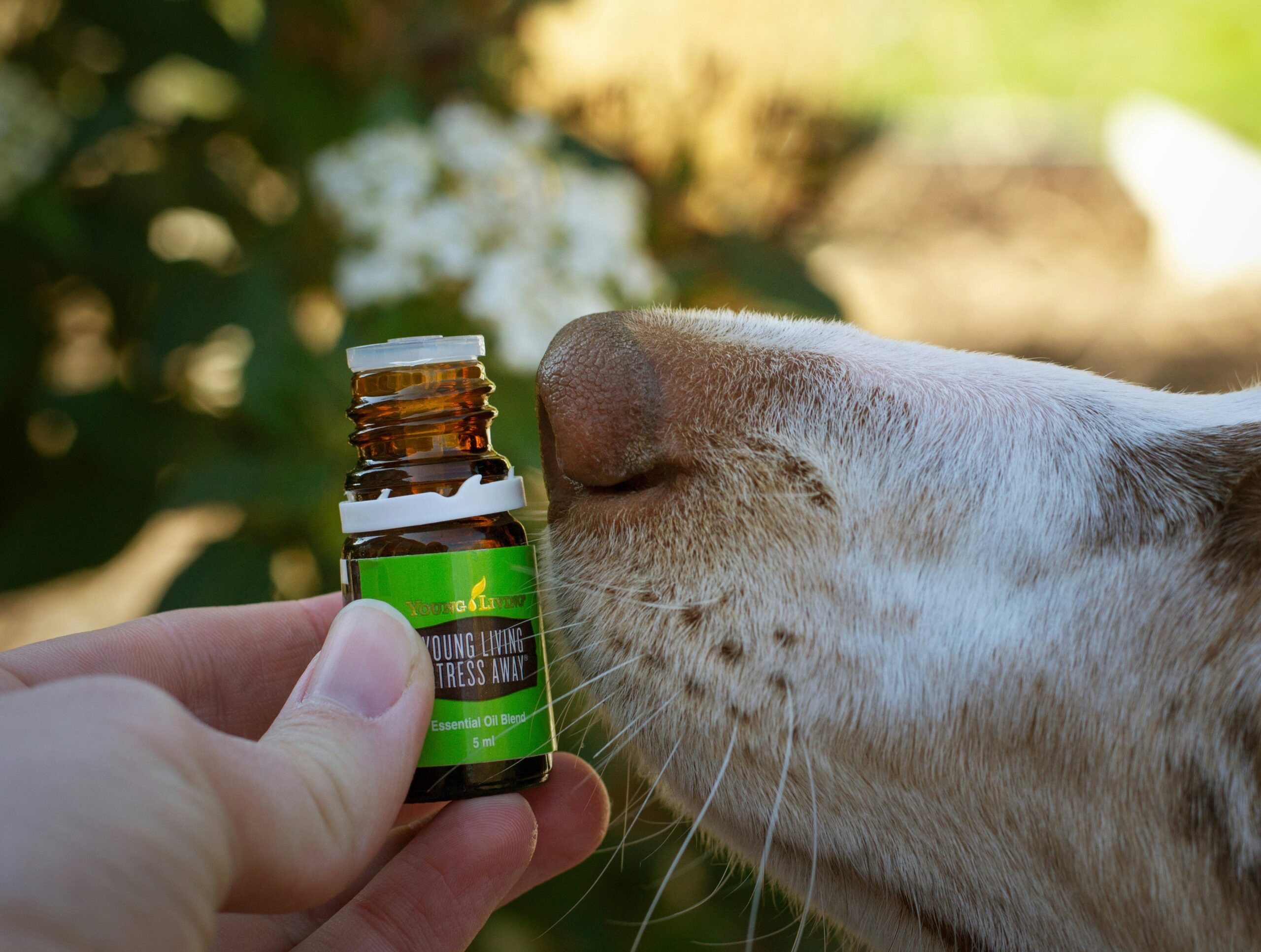 A golden retriever happily eating food mixed with turmeric powder