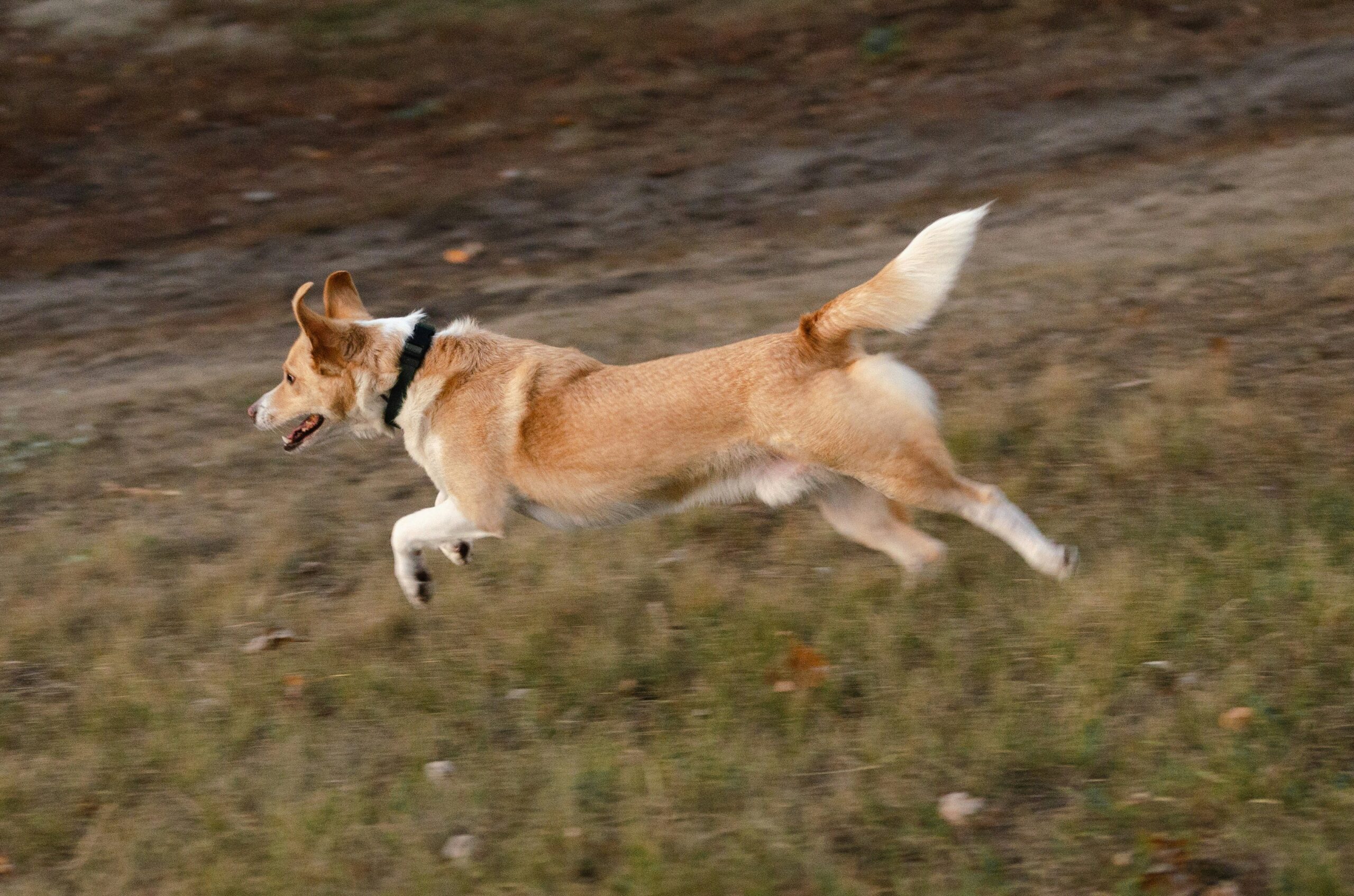 A golden retriever running happily in a park