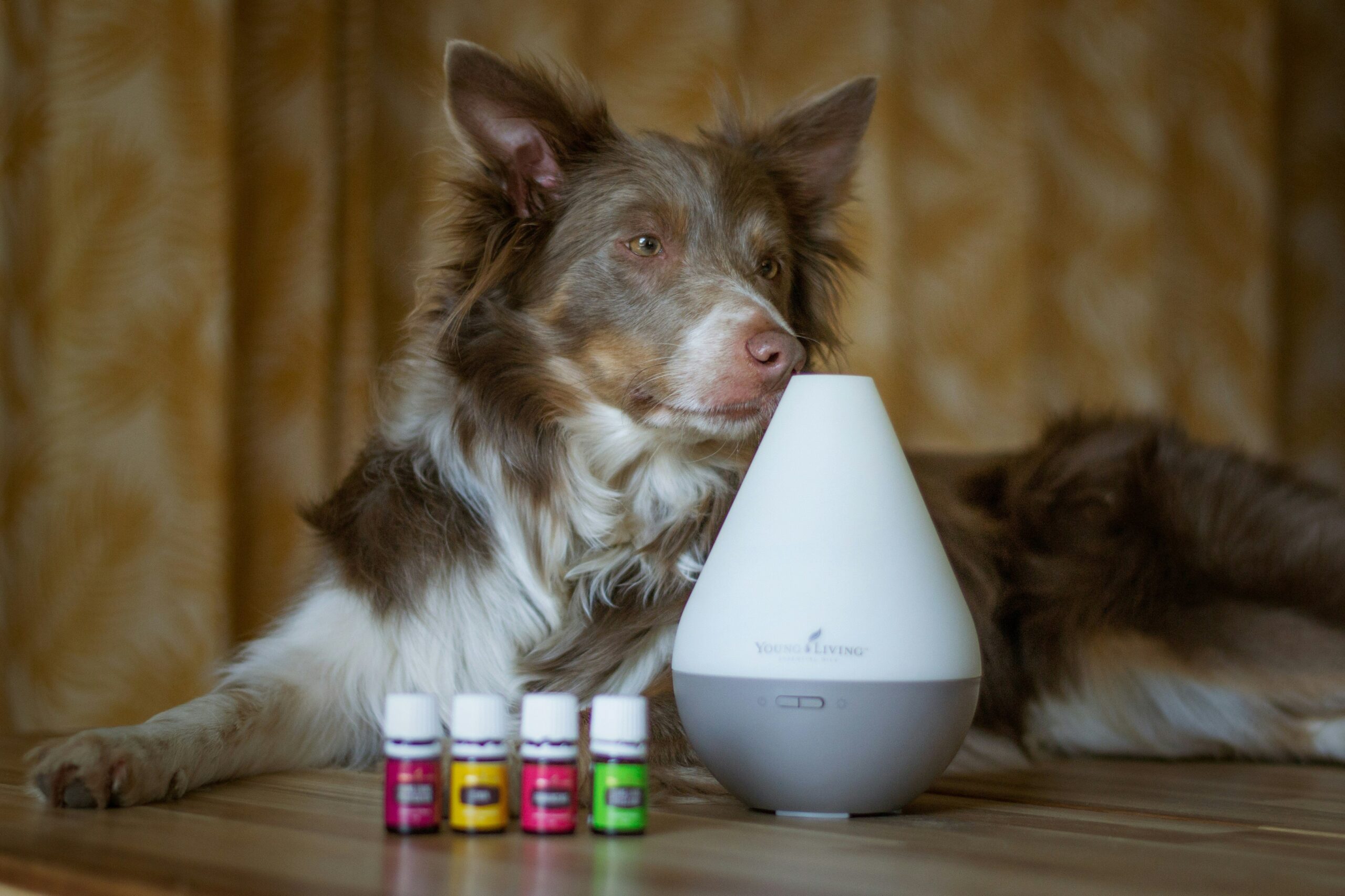 A happy dog playing outside free from respiratory allergy symptoms