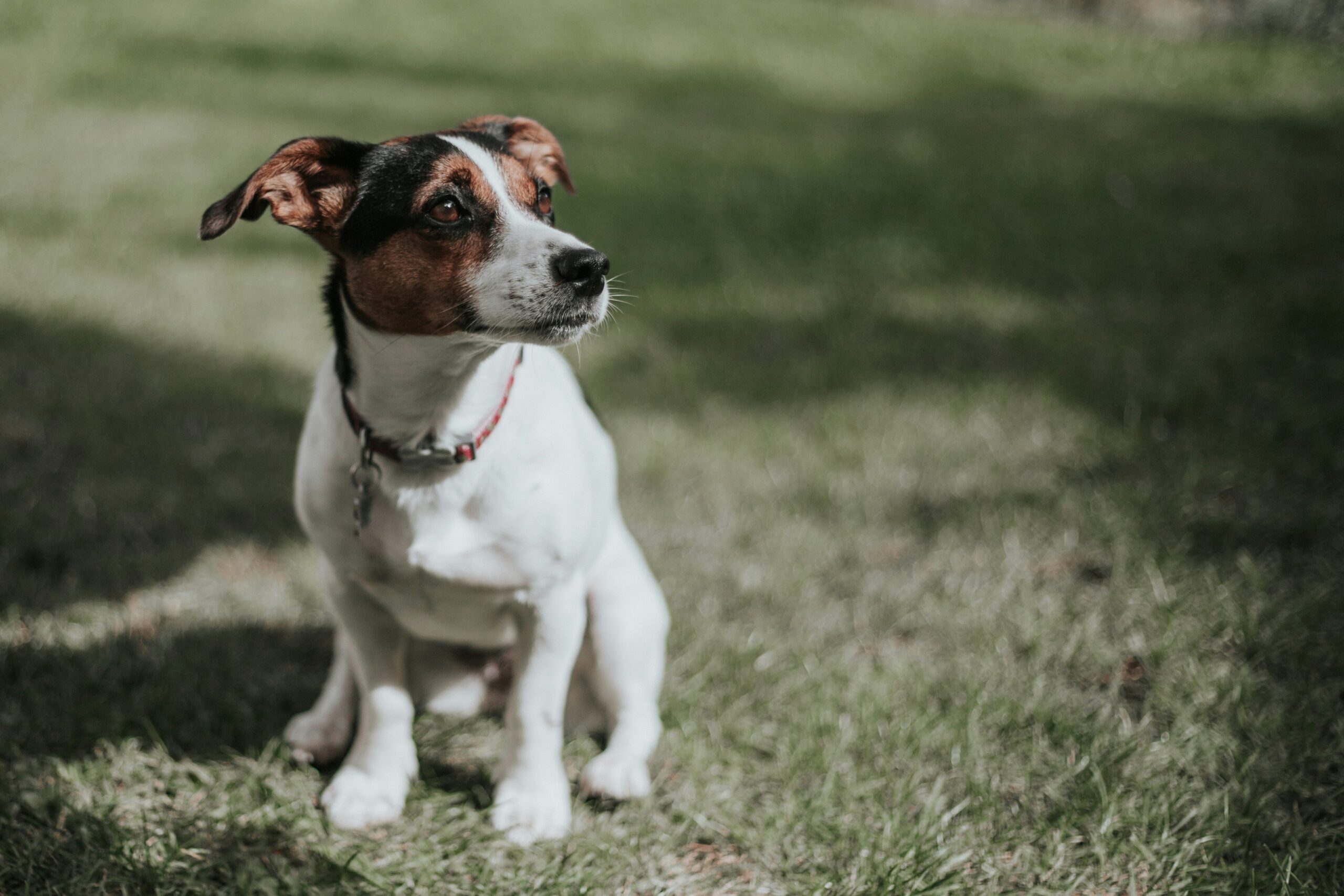 Infographic showing benefits of turmeric for pets