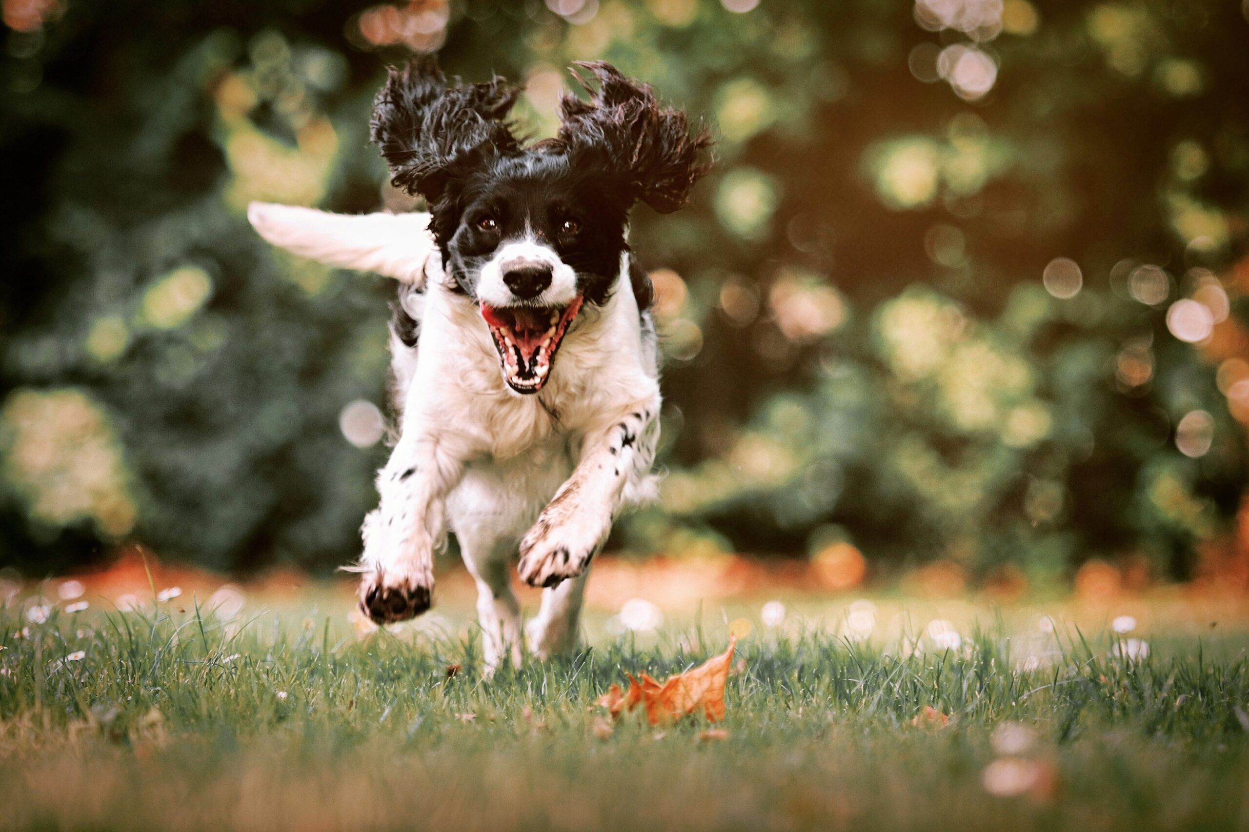 Max the golden retriever running across grass with a ball in his mouth