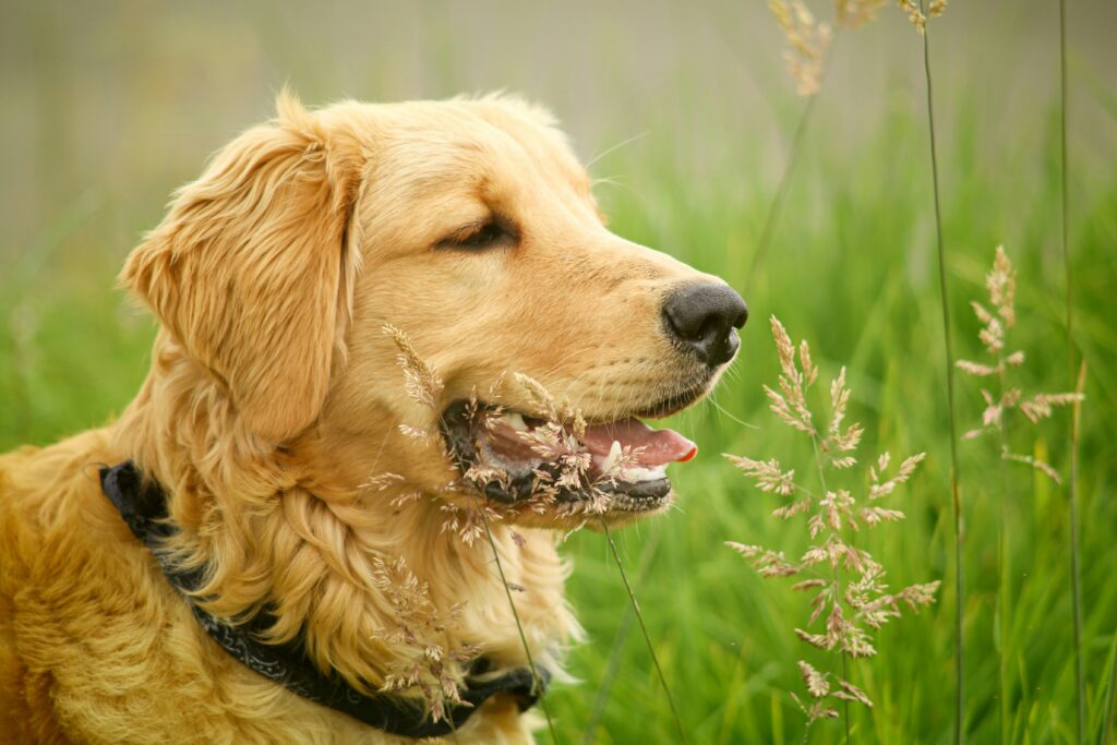 Turmeric and Environmental Allergens: How This Golden Spice Can Help Your Pet Thrive