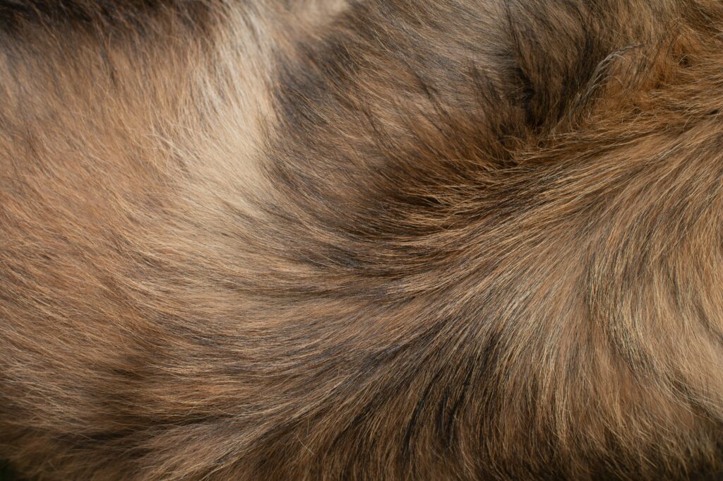 turmeric powder for pets