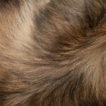 turmeric powder for pets