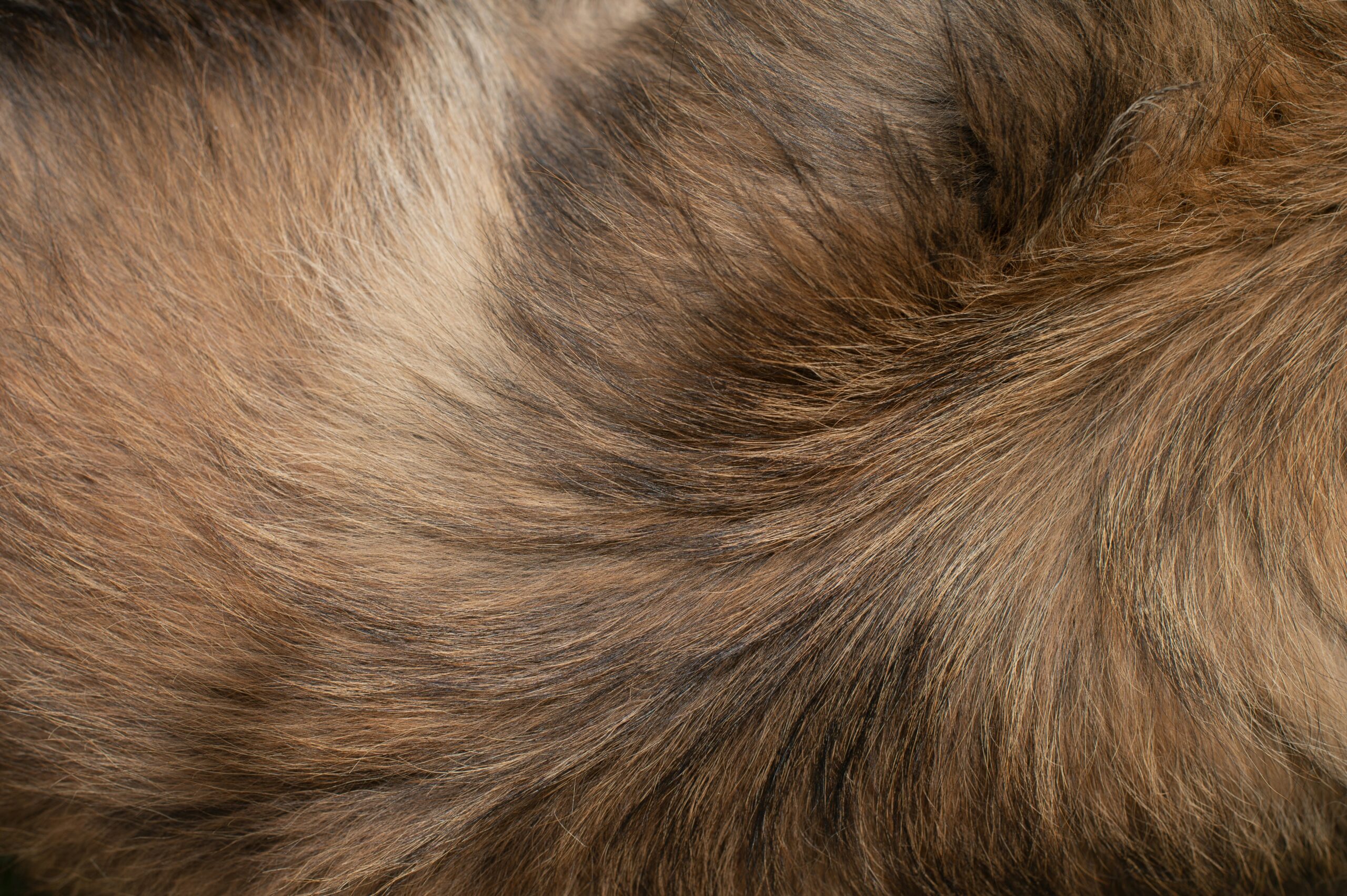 turmeric powder for pets