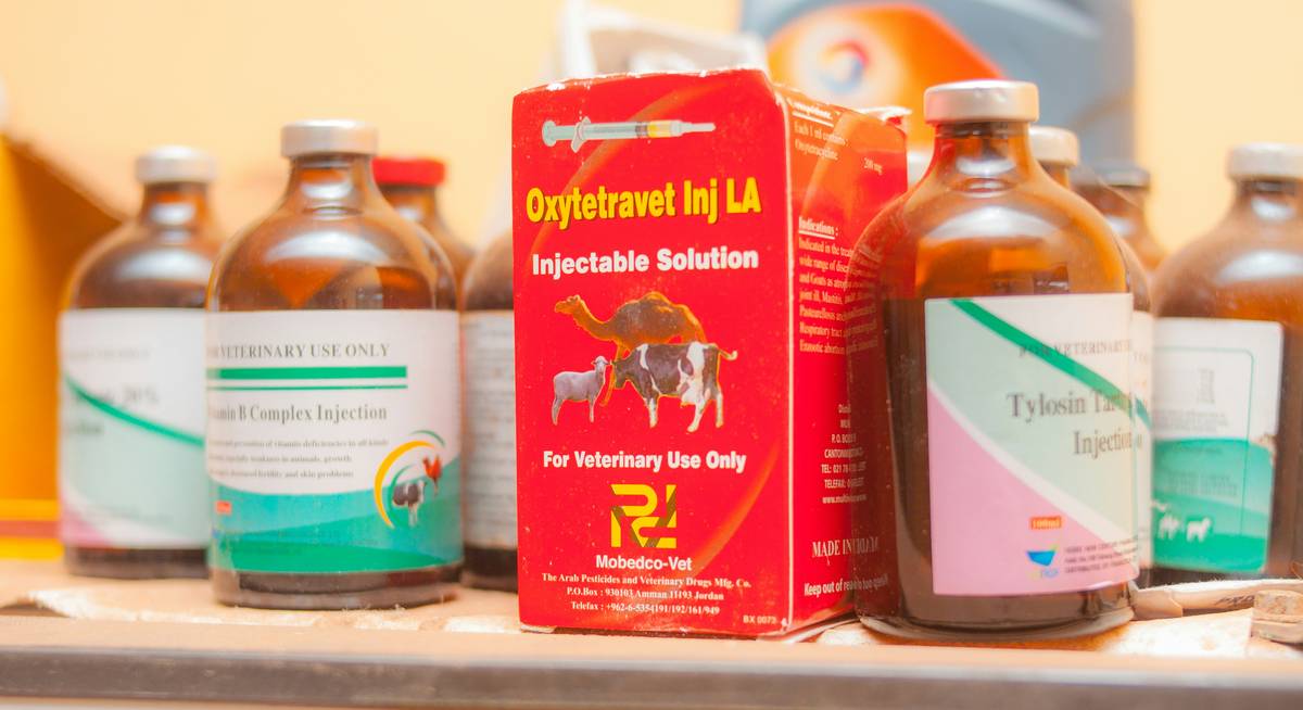 A bottle of turmeric joint relief supplement for pets with label details visible