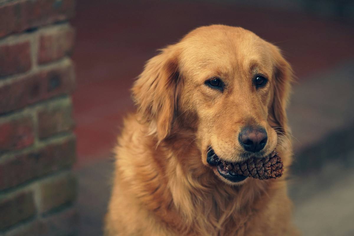 A dog sitting uncomfortably due to joint pain