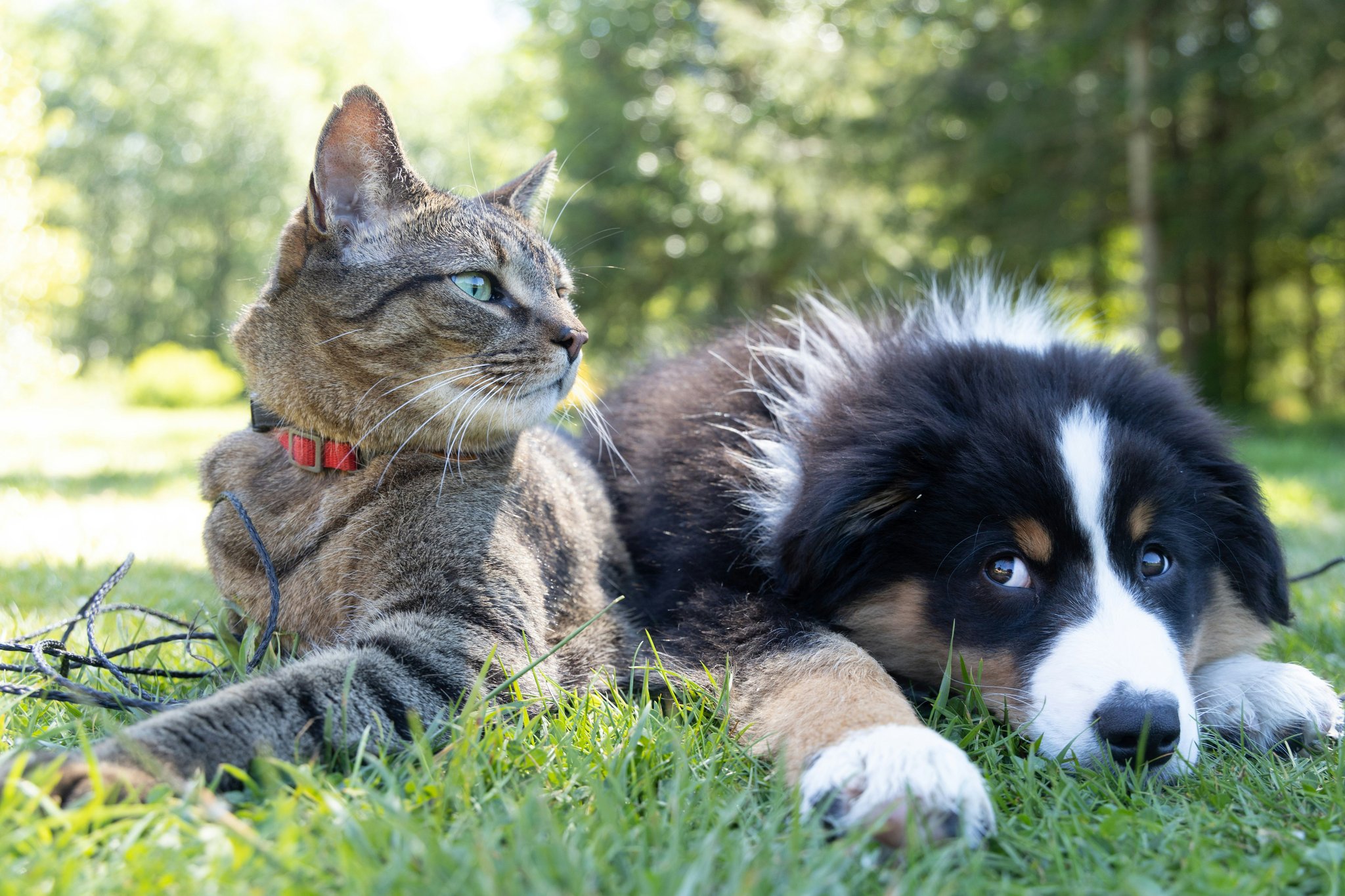 Boost Your Pet's Joint Health with Turmeric Supplements
