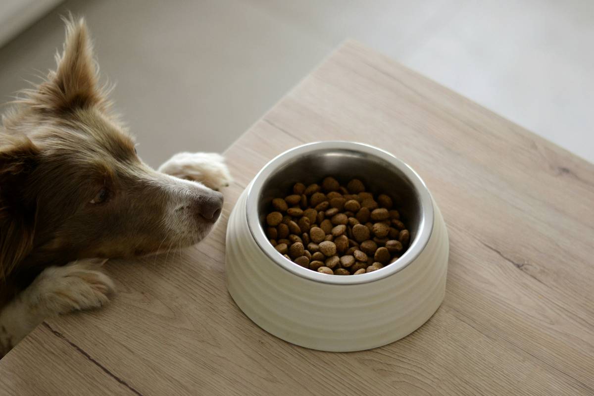 Does Your Pet Sneeze Too Much? How an Allergy Turmeric Supplement Can Help