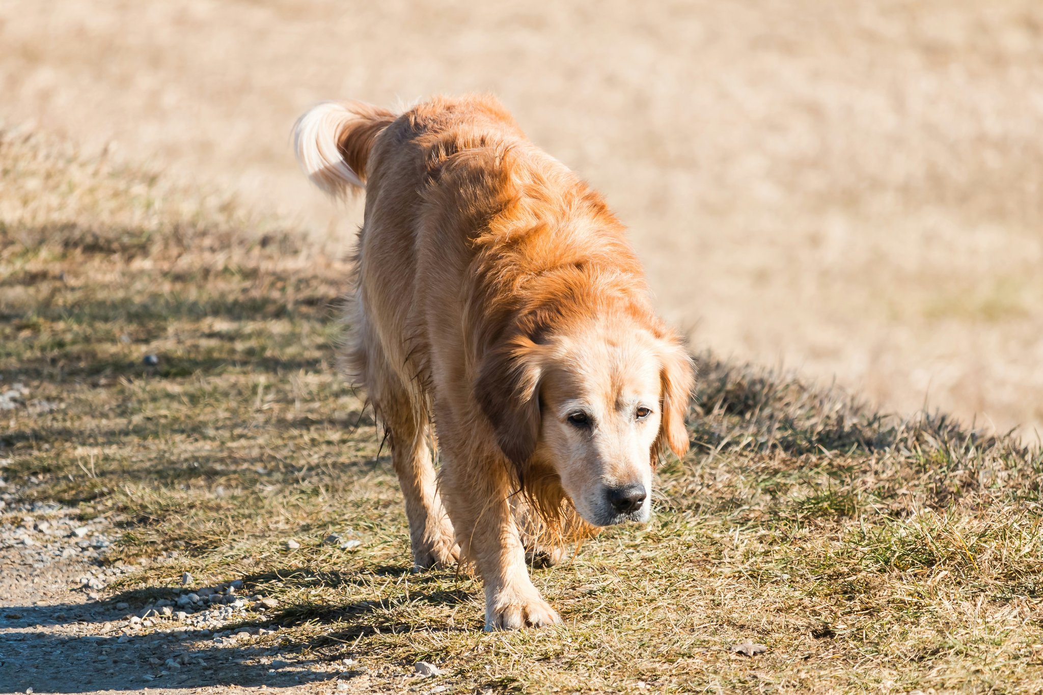 Golden retriever playing fetch in a park full of green grass