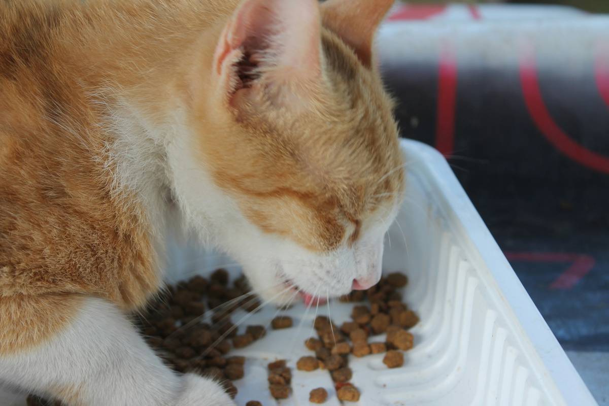 Happy golden retriever eating food mixed with turmeric