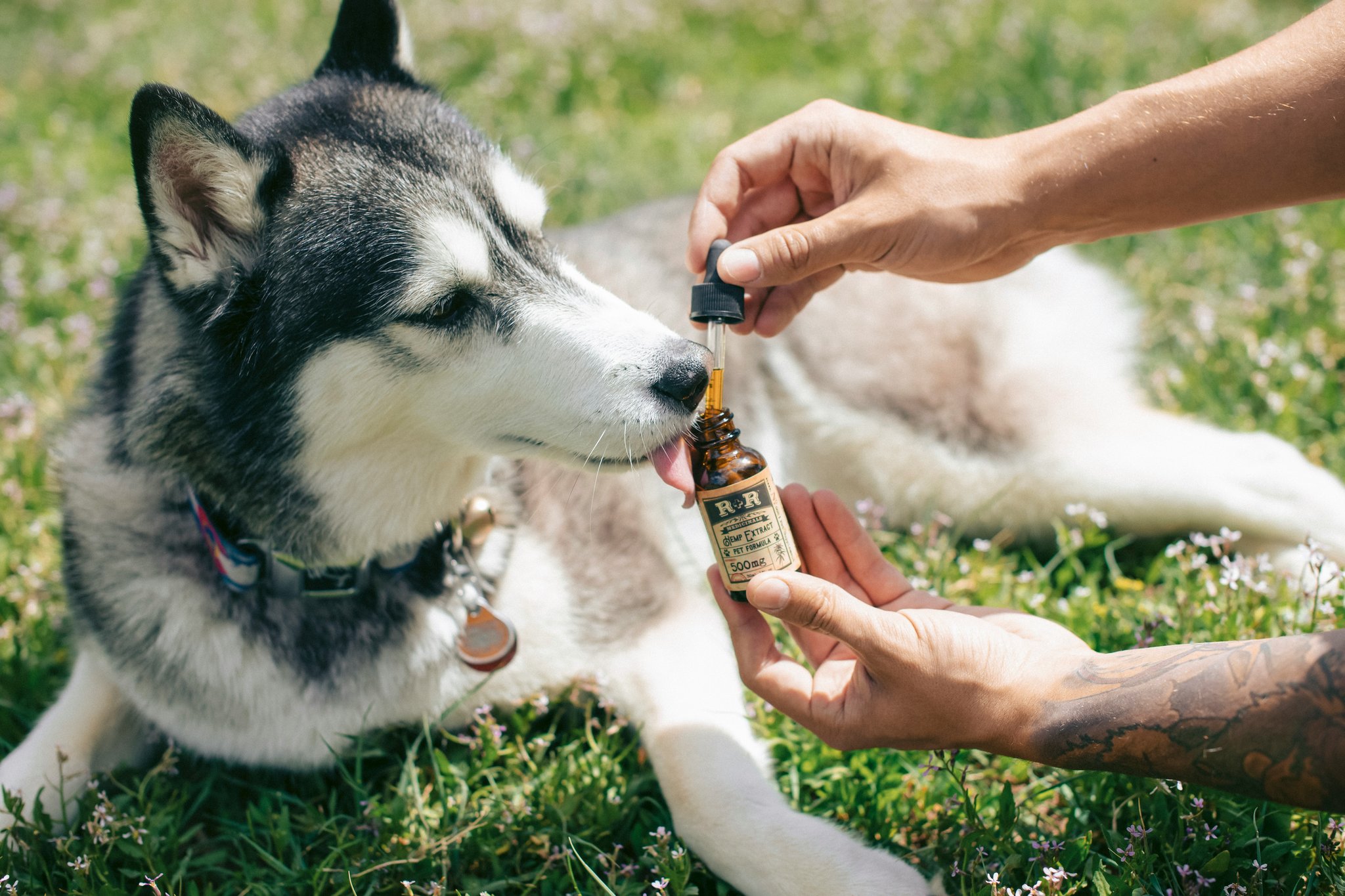 Infographic showing statistics about pet allergies due to supplements