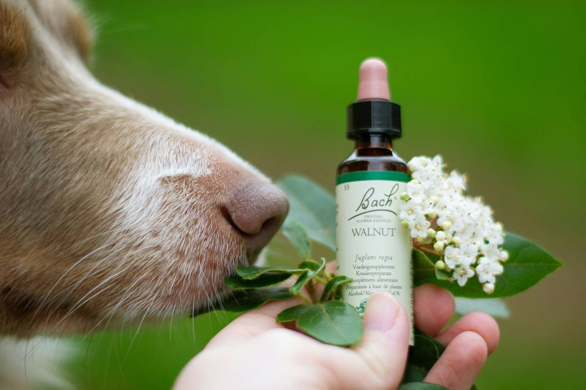 Joint Care Turmeric: The Secret Weapon for Your Pet’s Mobility