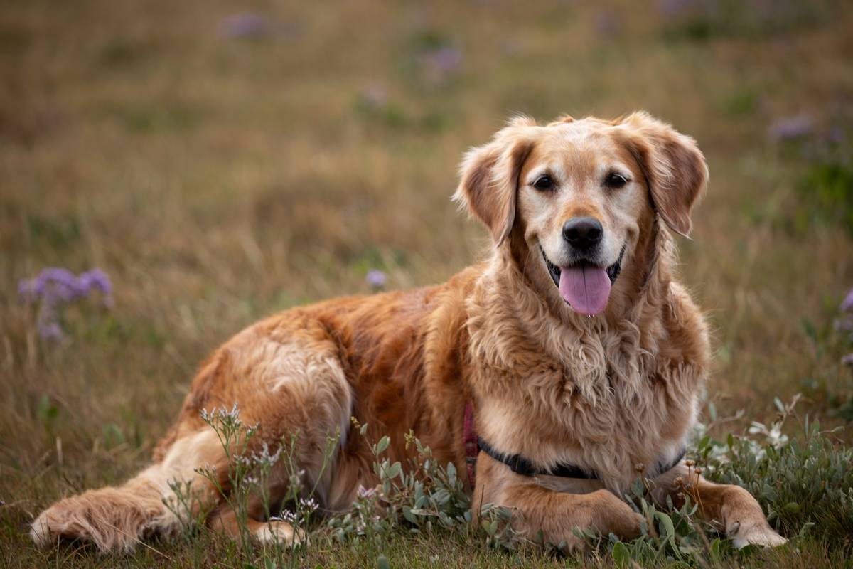 Labrador mix named Max relaxing happily outdoors
