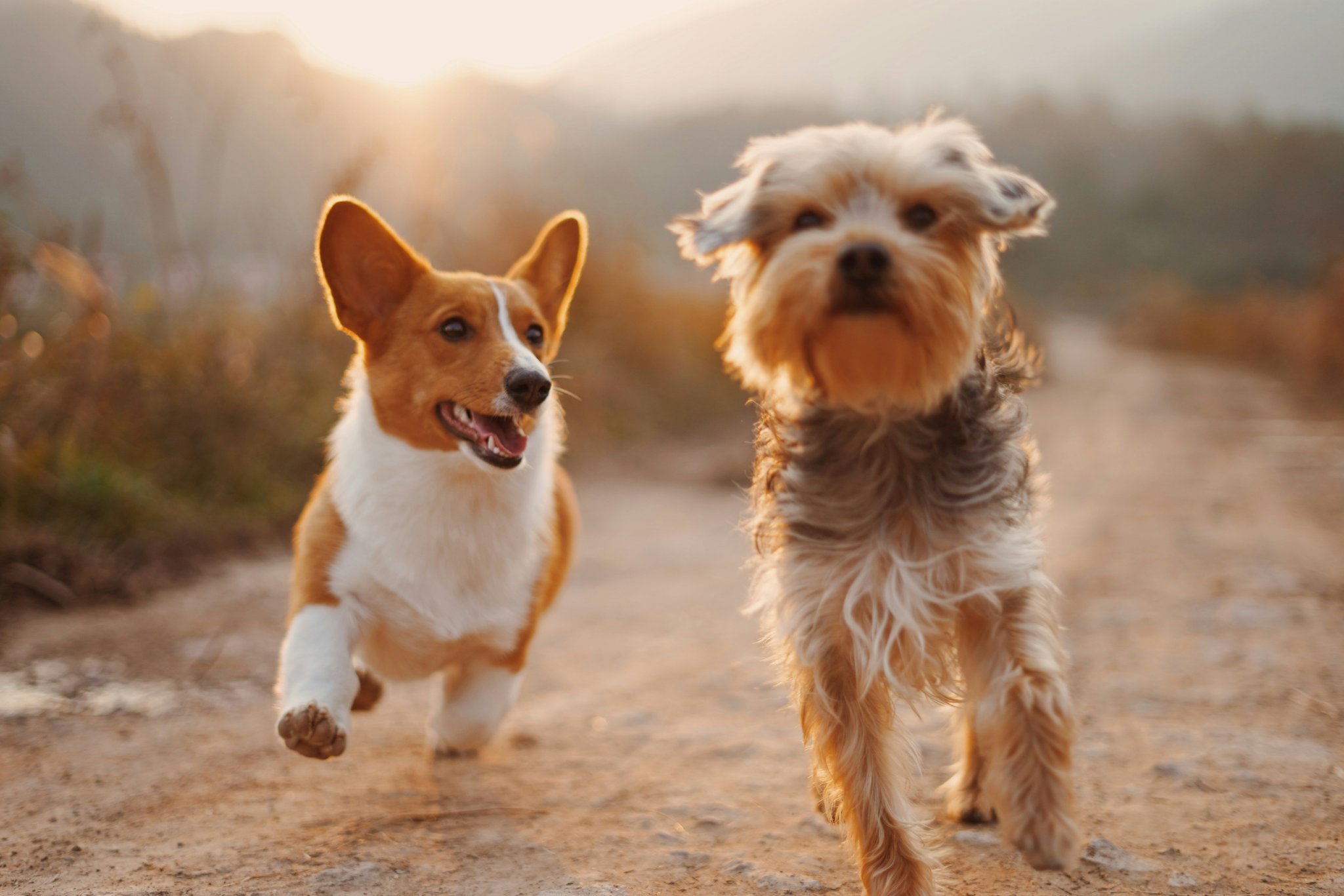 Infographic illustrating common pet allergy symptoms and triggers