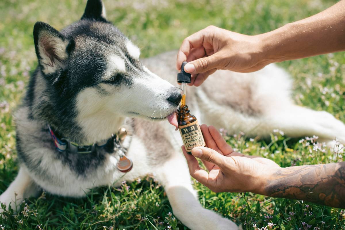 The Ultimate Guide to Inflammation Turmeric Remedy: Boost Your Pet's Health Naturally