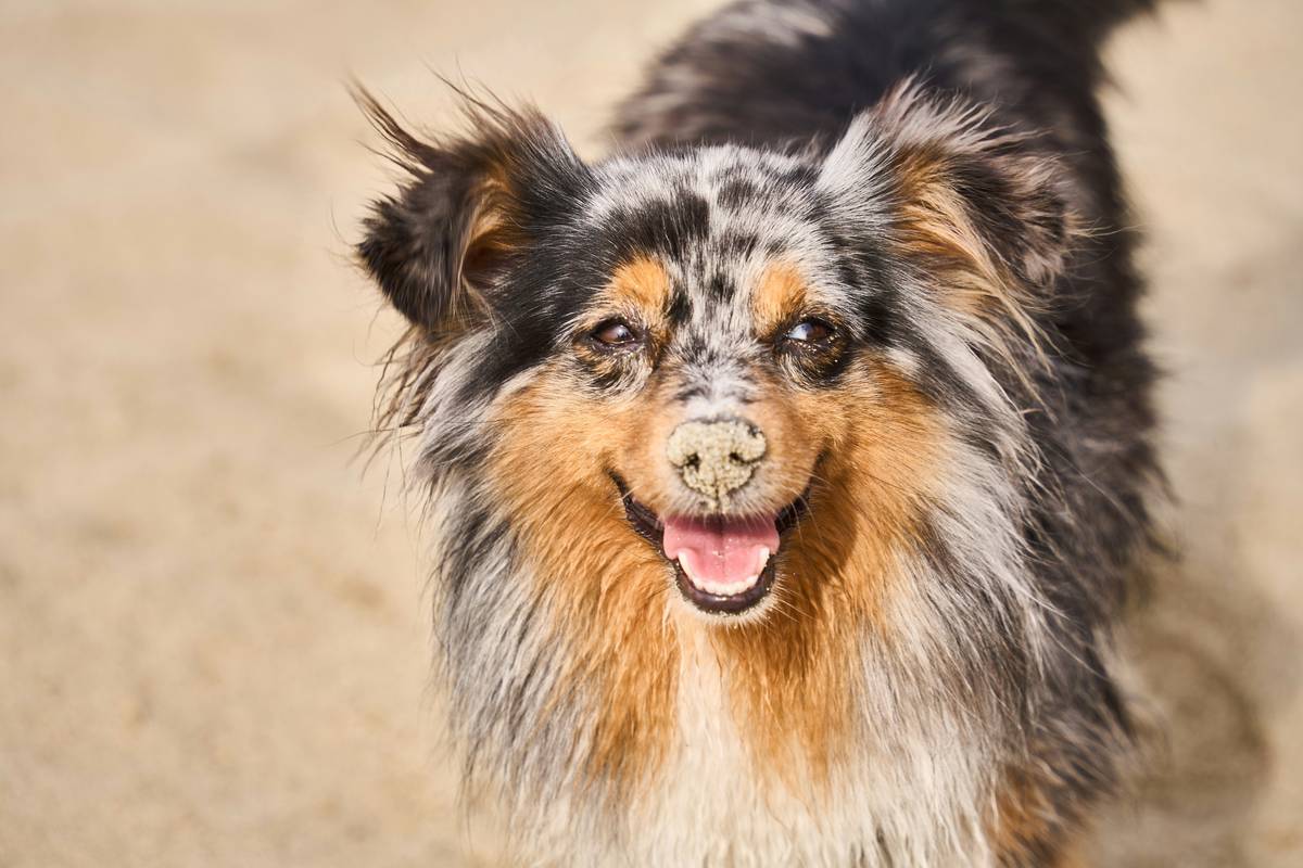 Turmeric Allergy Remedy: How This Golden Spice Can Save Your Pet’s Skin (and Sanity)