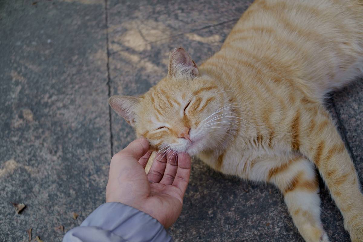 Turmeric Inflammation Support: Unlock the Secret to Healthier Pets
