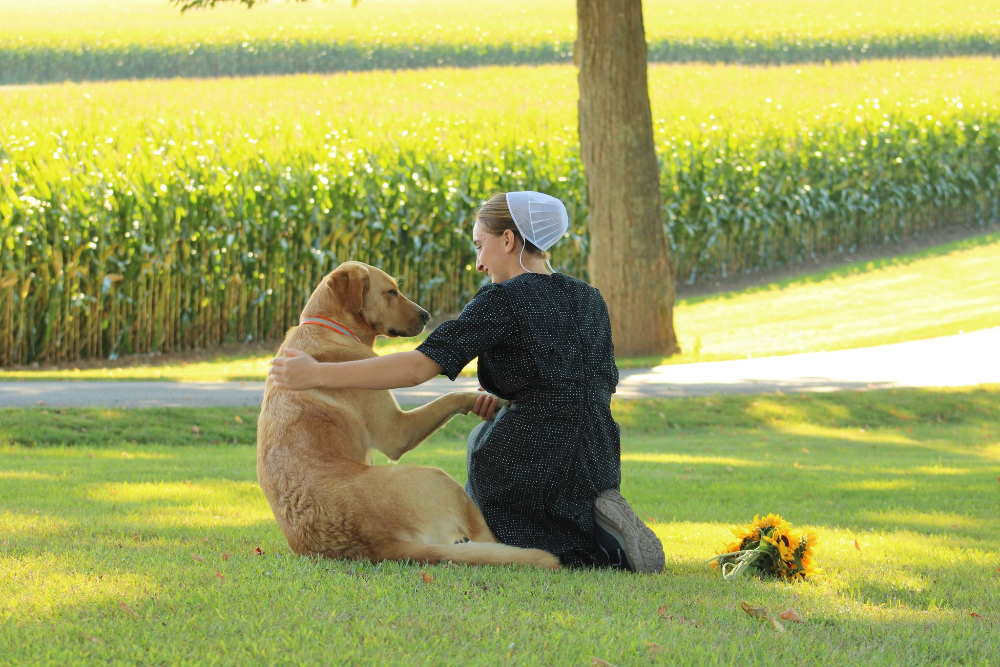 Turmeric Joint Care: The Natural Solution Your Pet Needs