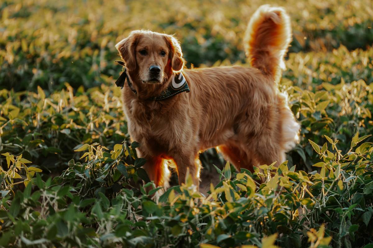 Turmeric Joint Health: The Ultimate Guide to Boosting Your Pet's Mobility Naturally