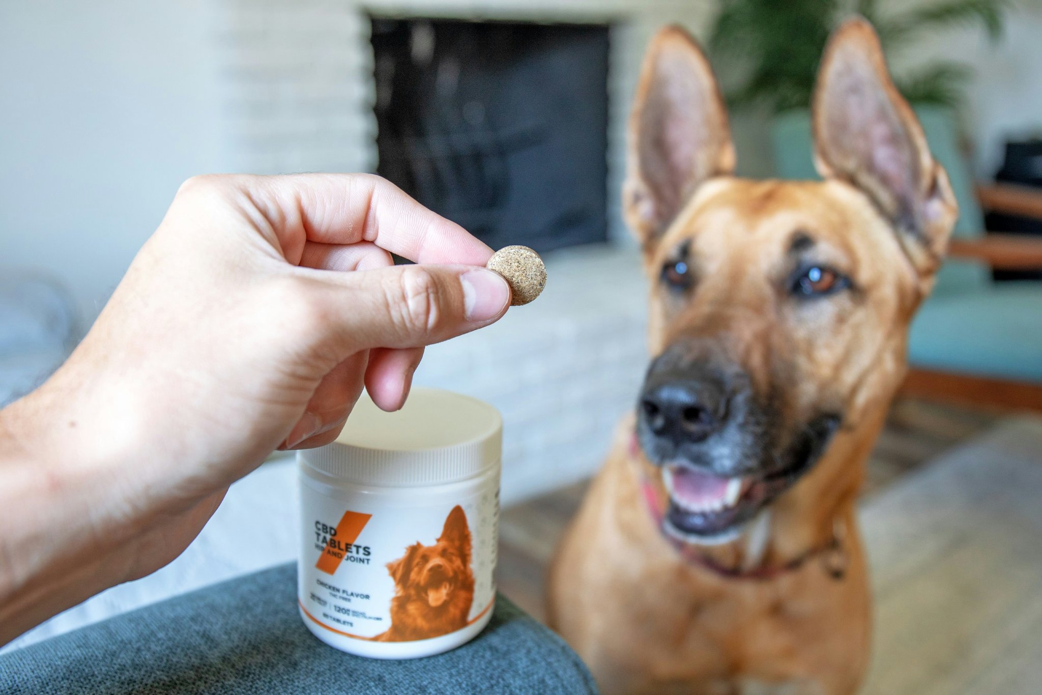 Turmeric Pet Allergy: How to Safely Use Turmeric Supplements for Pets