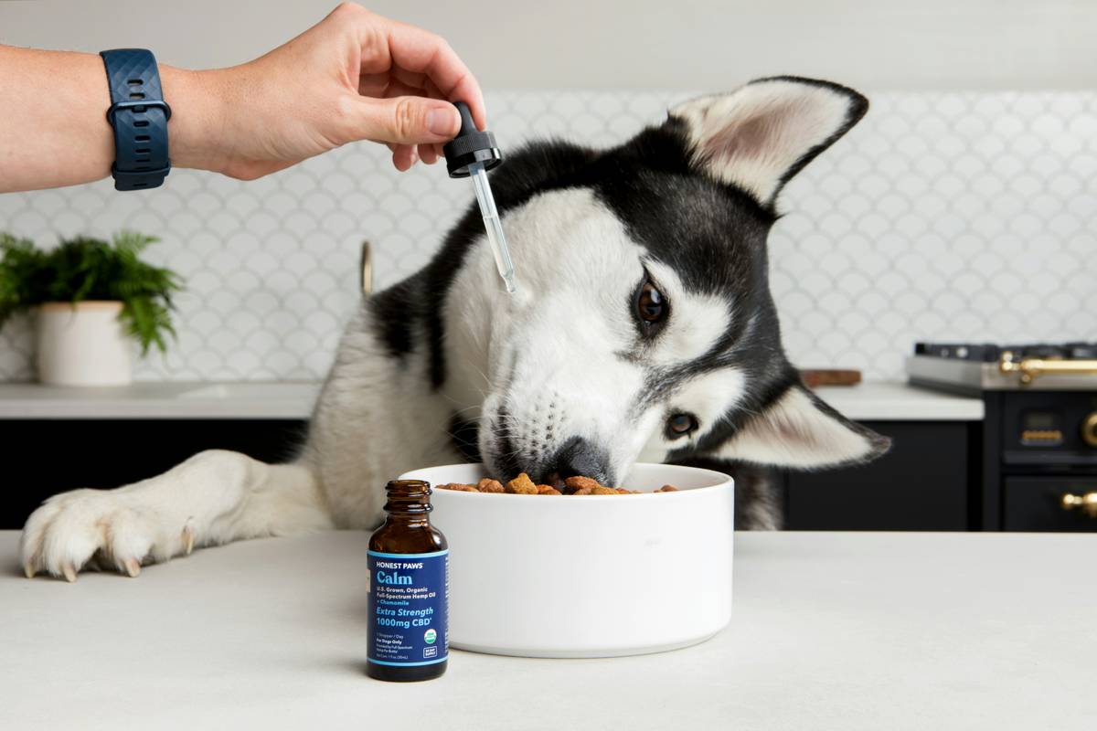 Why Your Furry Friend Needs a Joint Turmeric Supplement Today