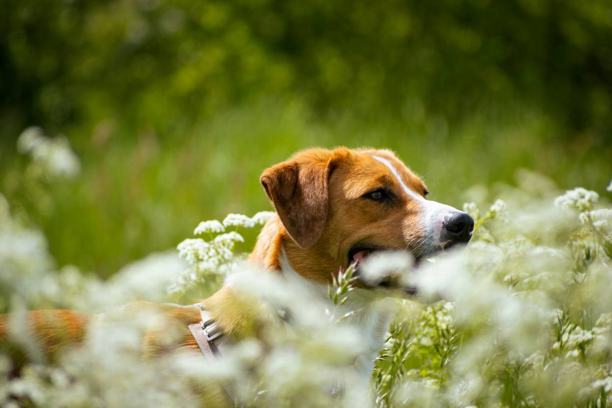 A dosage chart explaining safe amounts of turmeric for different-sized pets.