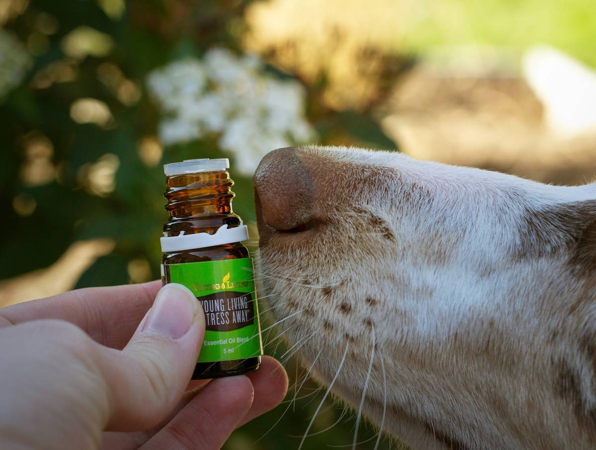 Bar chart showing rising trend of pet allergies over the past decade