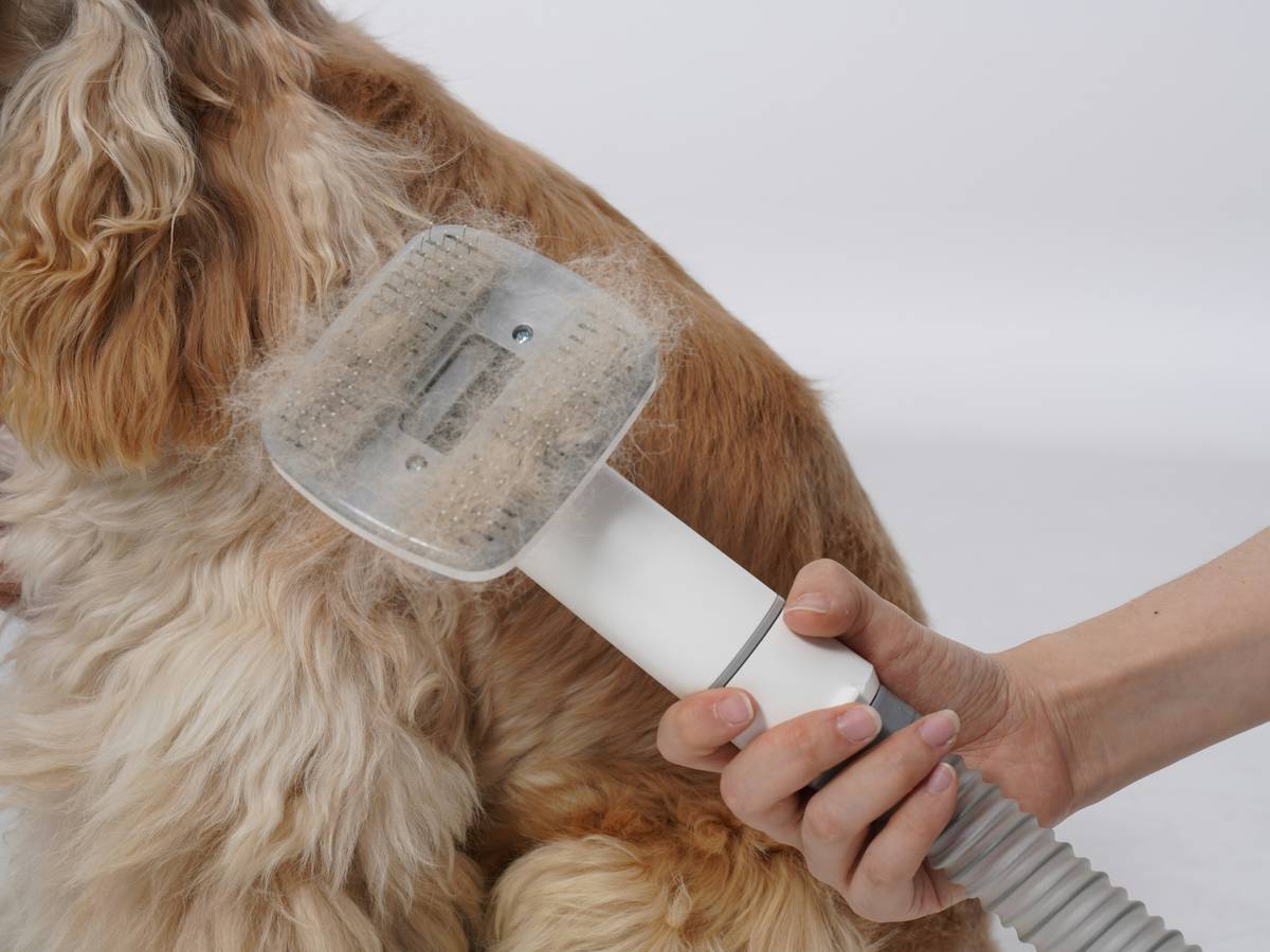 Diagram explaining the benefits of curcumin found in turmeric for pets