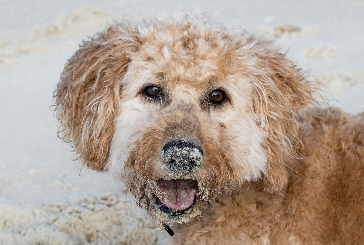 Golden turmeric powder sprinkled over a bowl of dog food