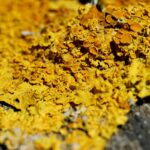 How to Use Joint Turmeric Aid for Your Pet’s Health: The Ultimate Guide