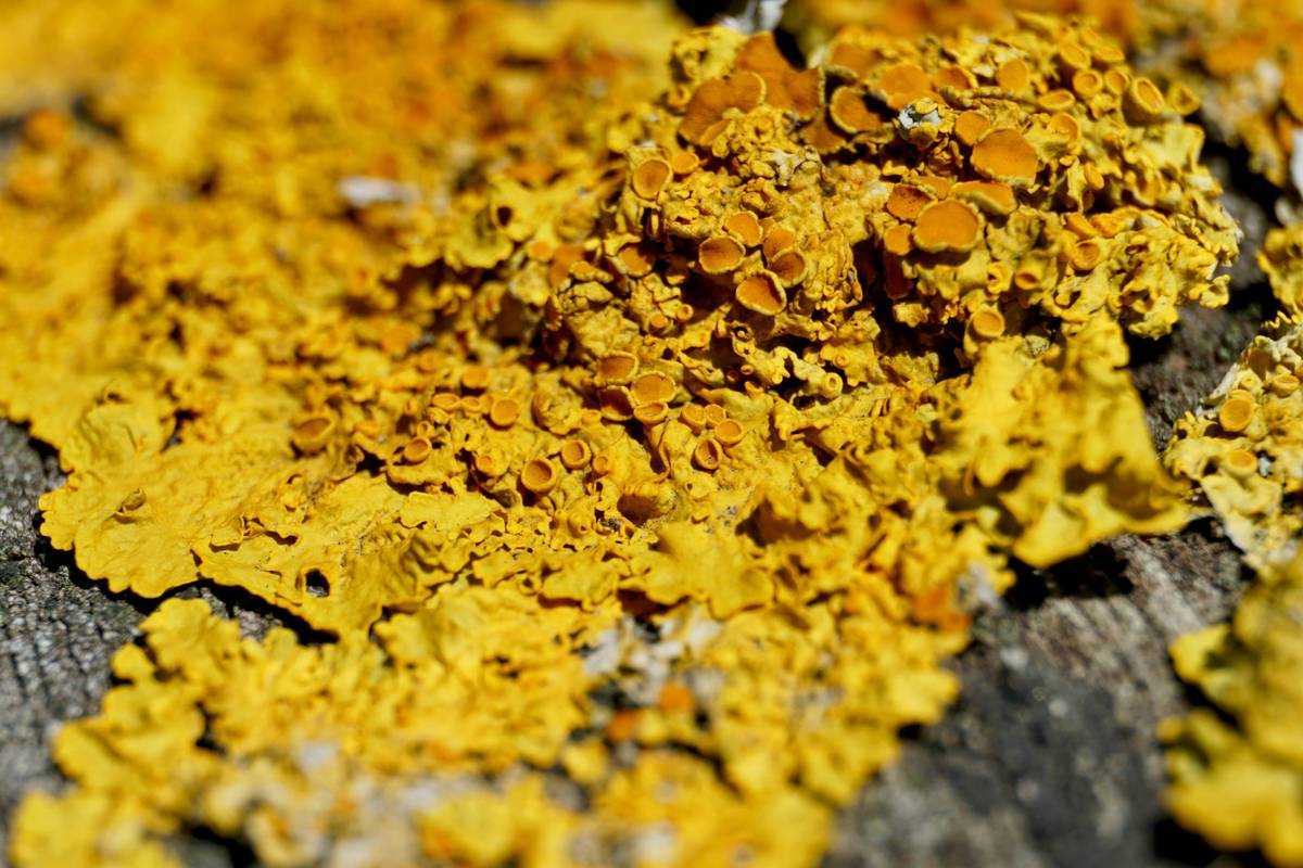 How to Use Joint Turmeric Aid for Your Pet’s Health: The Ultimate Guide