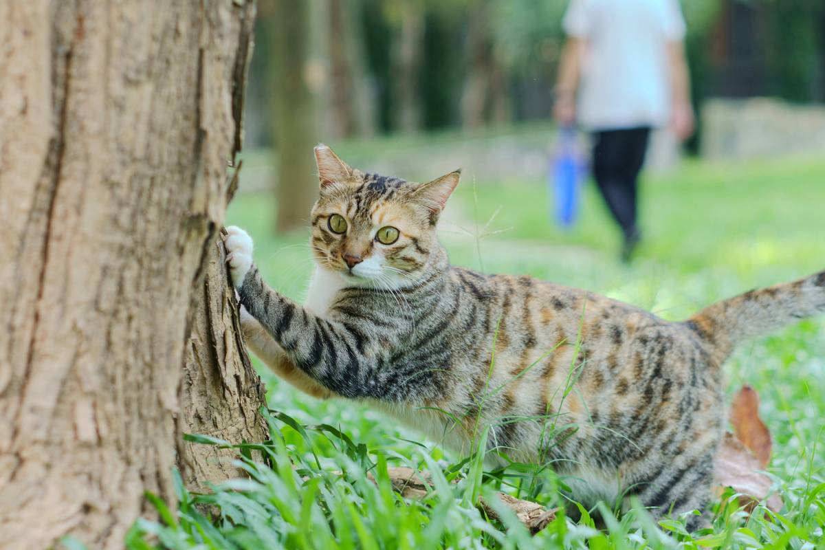 How Turmeric Joint Mobility Supplements Can Transform Your Pet's Life (Without the Guesswork)