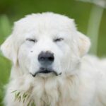How Turmeric Supplements Can Revolutionize Allergy Turmeric Prevention for Pets