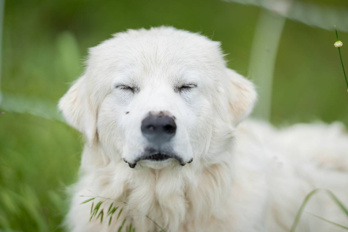How Turmeric Supplements Can Revolutionize Allergy Turmeric Prevention for Pets