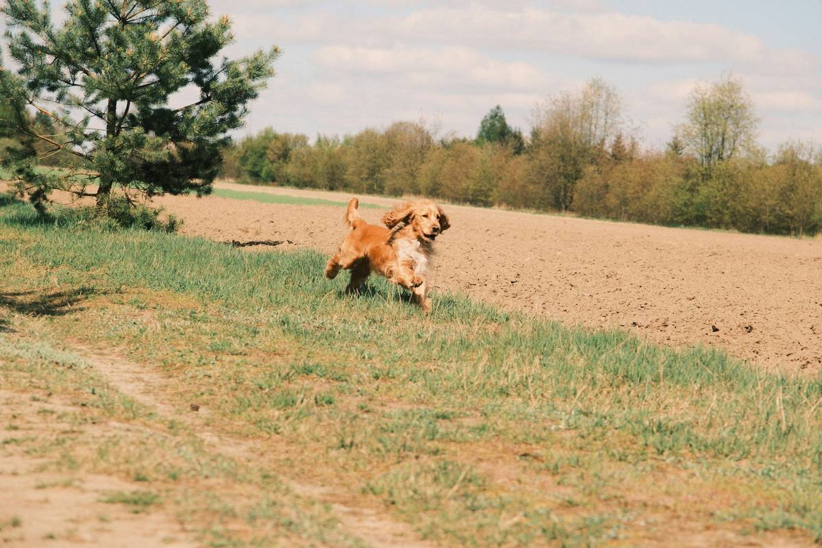 Older labrador happily playing fetch outside