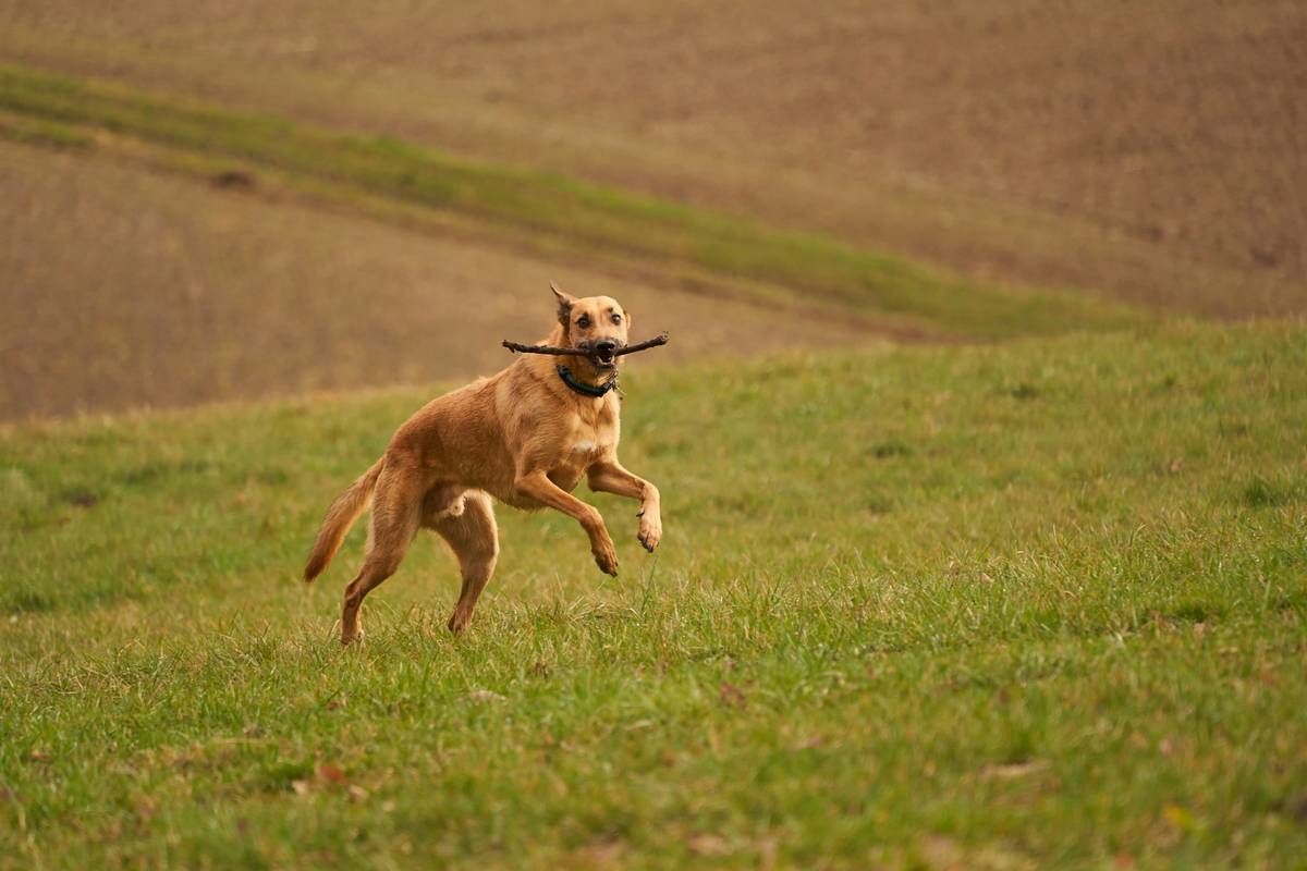 Photo of a happy dog playing fetch after starting turmeric supplements.