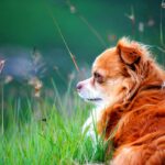 Turmeric Allergy Support: How Pet Supplements Can Help Your Pup Thrive