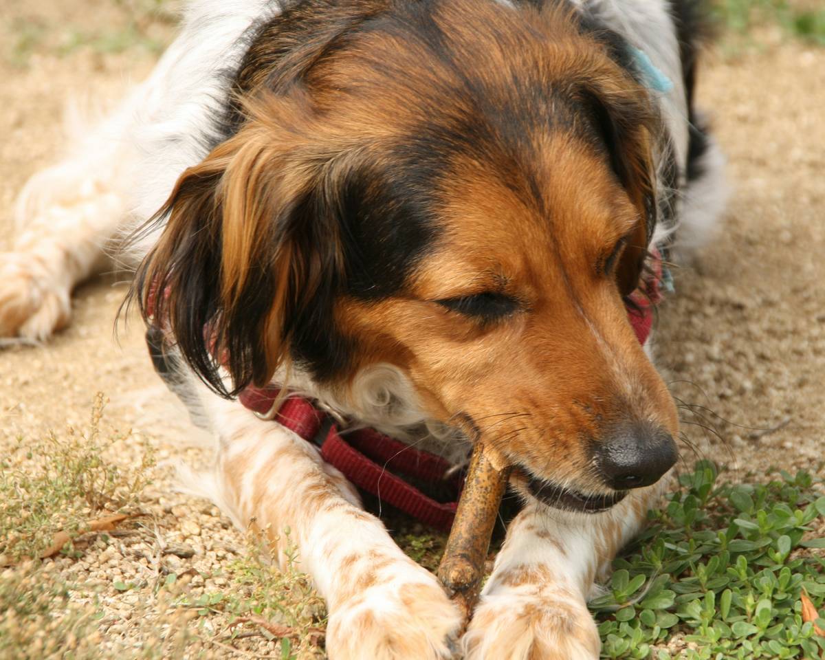 Turmeric-infused chews packaged neatly for dogs