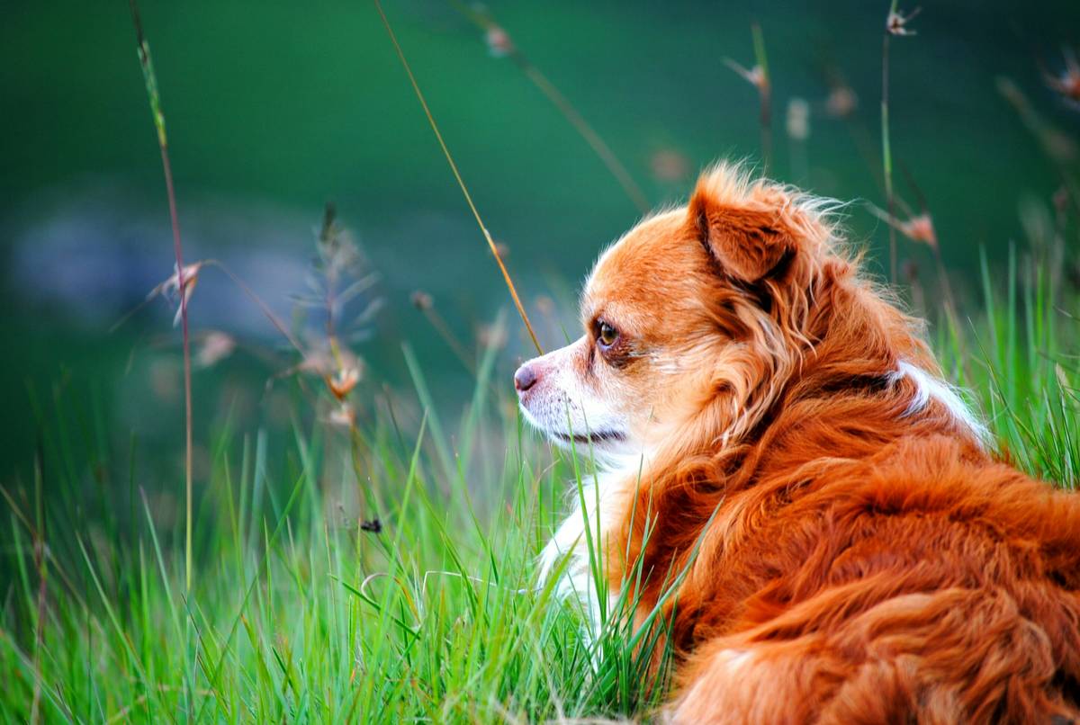 Turmeric Pet Allergy Relief: How This Golden Spice Can Transform Your Furry Friend's Health