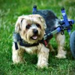 Turmeric Supplements for Joint Health: How to Boost Your Pet's Mobility and Vitality